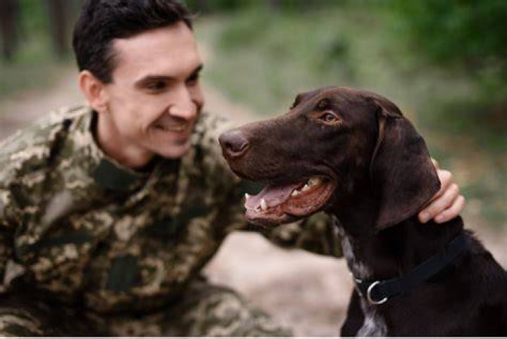 How much does a hunting dog cost?