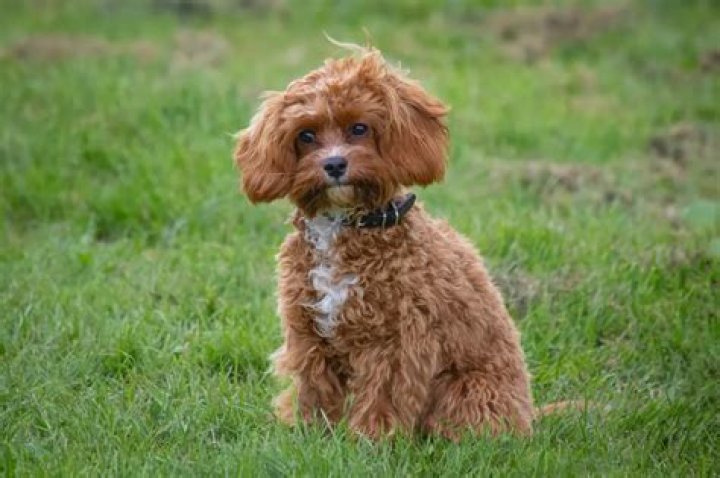 How much is a King Charles Cavalier poodle mix?