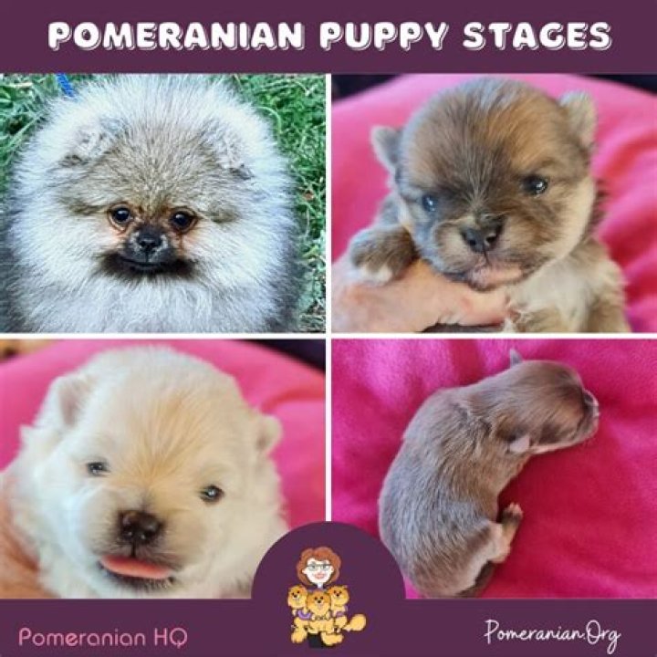 How much is a Pomeranian poodle worth?