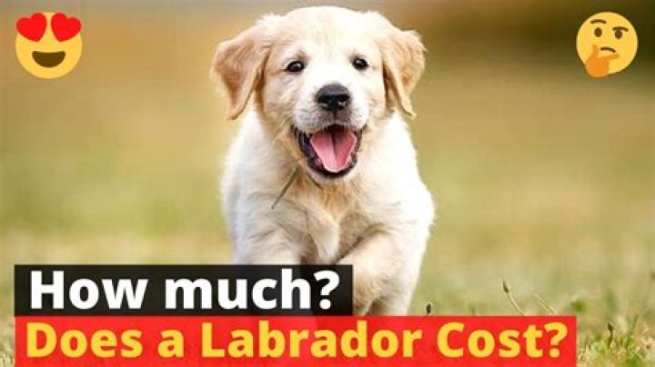 How much should a Lab puppy cost?