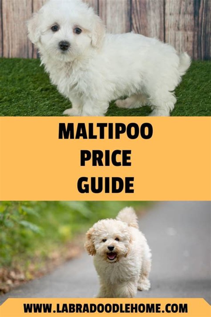 How much should I pay for a Maltipoo puppy?