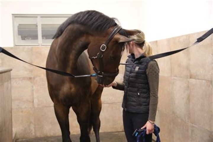 How wide should horse cross ties be?