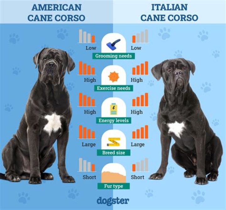 Is a Cane Corso a good family dog?