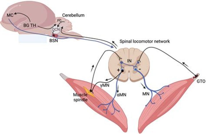 Is cerebellar Abiotrophy fatal?