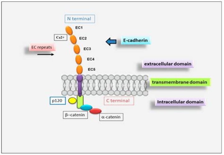 Is E-cadherin a gene?
