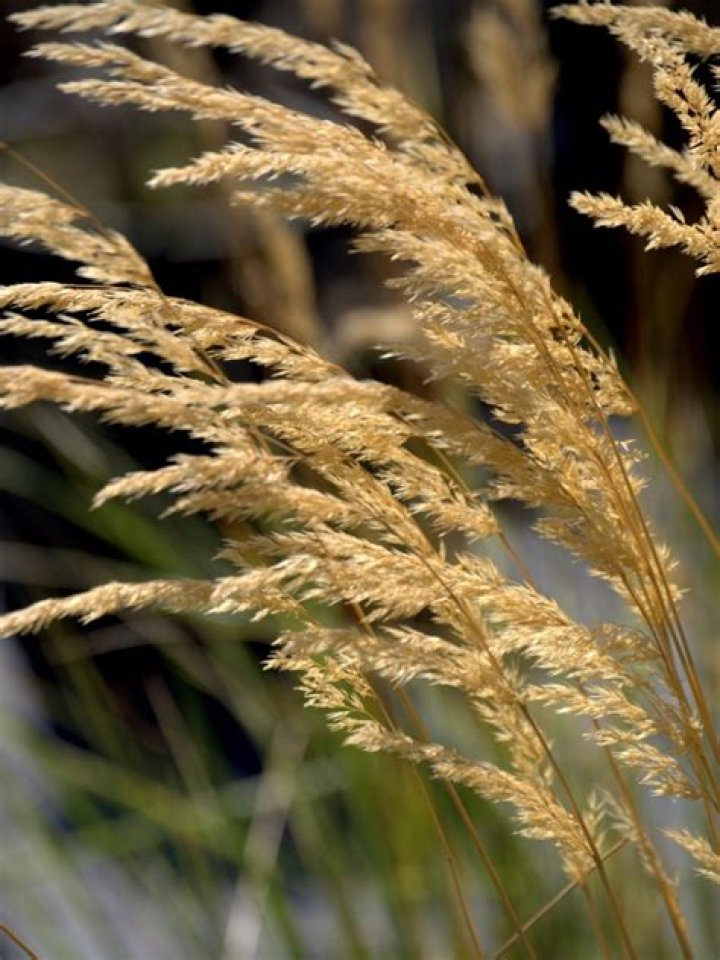 Is Overdam feather reed grass invasive?