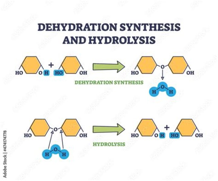Is water a reactant or product in dehydration synthesis?