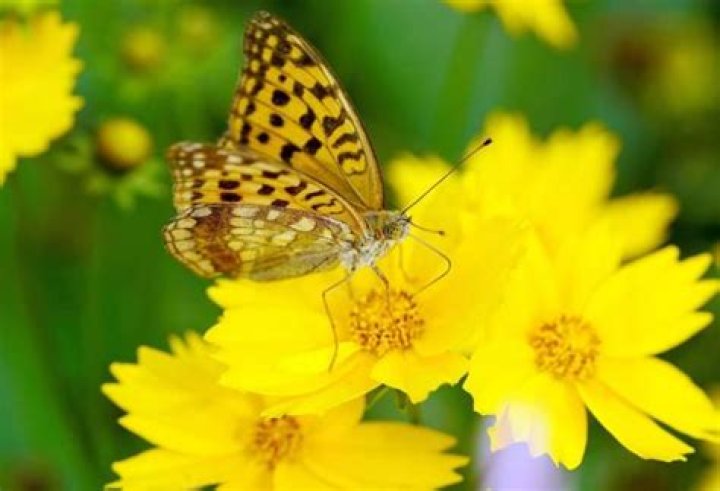 Que significan las mariposas amarillas?