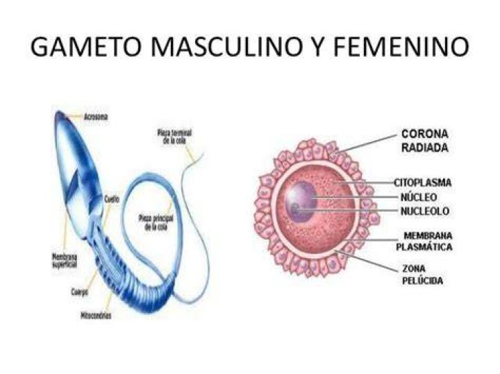 Que son los gametos femeninos y masculinos?