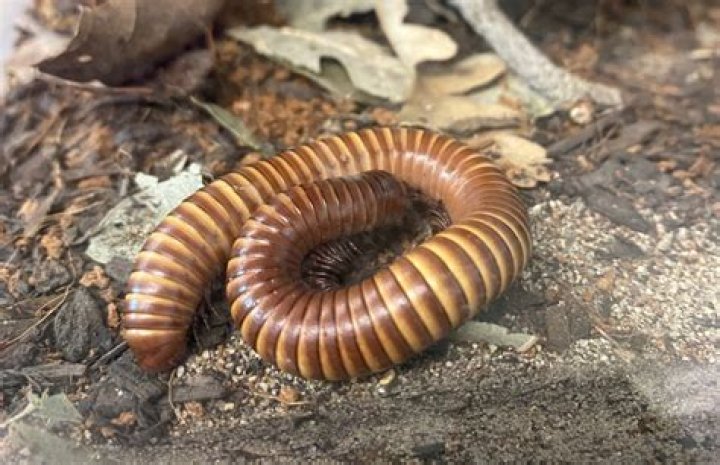 What are 3 decomposers in the desert?