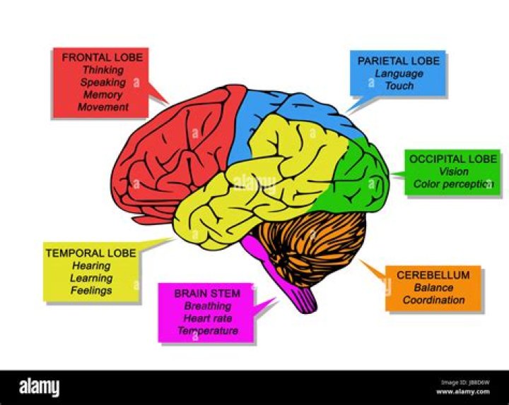 What are 5 functions of the brain?