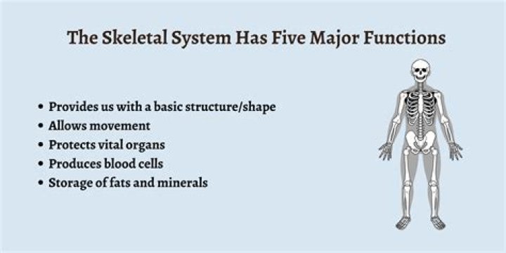 What are 5 interesting facts about the skeletal system?