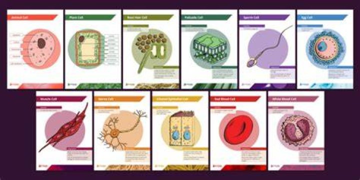 What are 8 specialized cells?