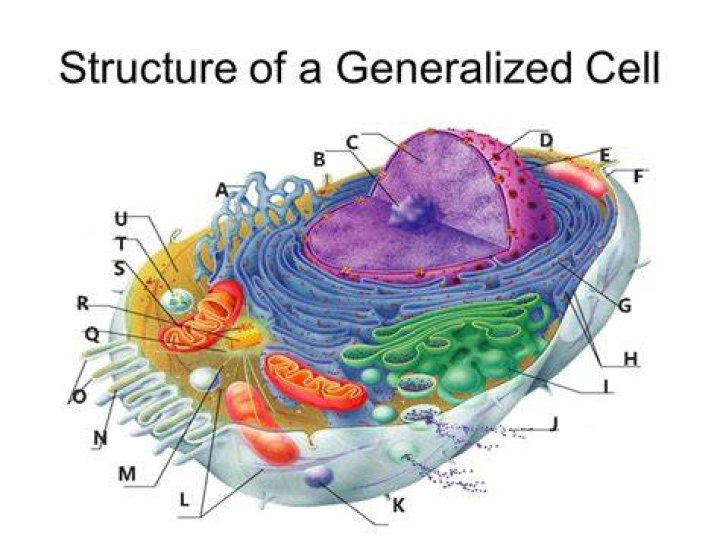What are generalized cells?