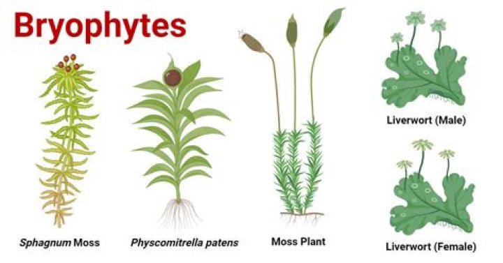 What are Phyllids?