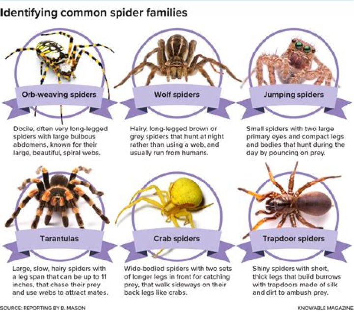 What are spiders characteristics?