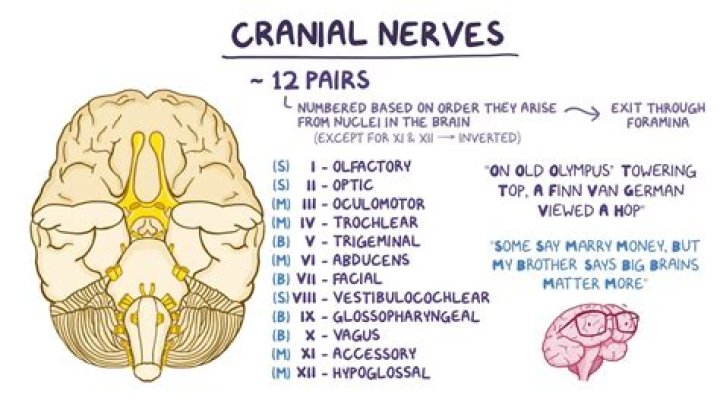 What are the 12 cranial nerves and their associated functions?