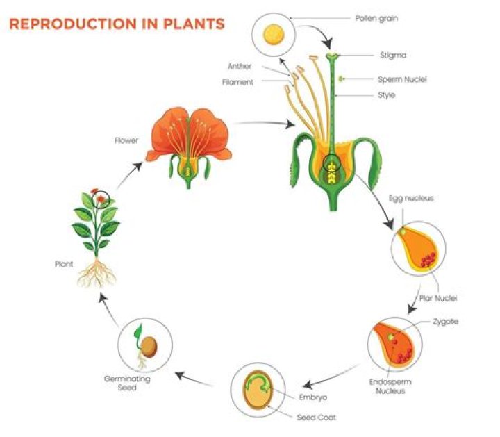 What are the 3 stages of plant reproduction?