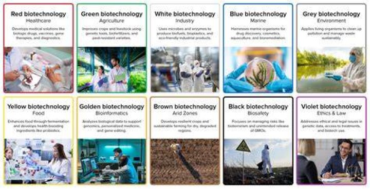 What are the 4 main areas of biotechnology?
