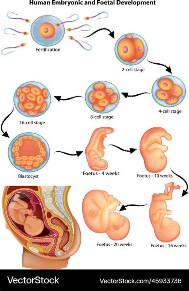 What are the 4 stages of embryonic development quizlet?