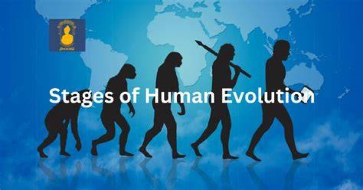 What are the 5 stages of human evolution?