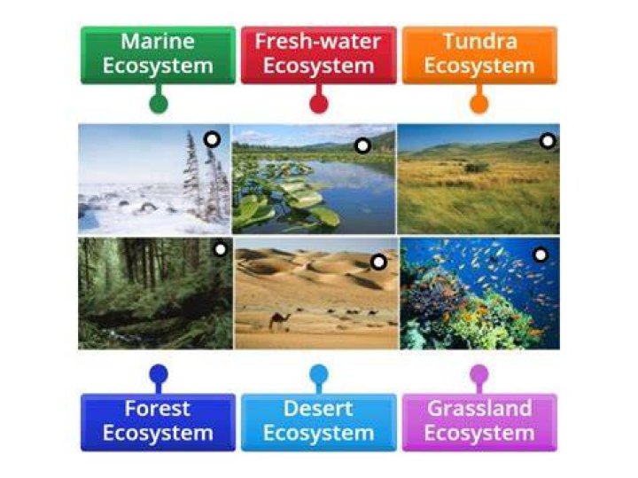 What are the 7 different ecosystems?