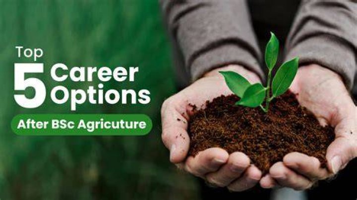 What are the job opportunities after B Sc Agriculture?