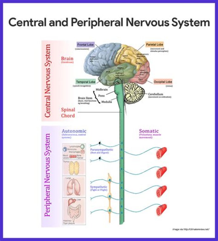 What are the parts of the central and peripheral nervous system?