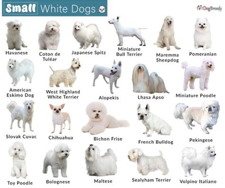 What are those ugly white dogs called?