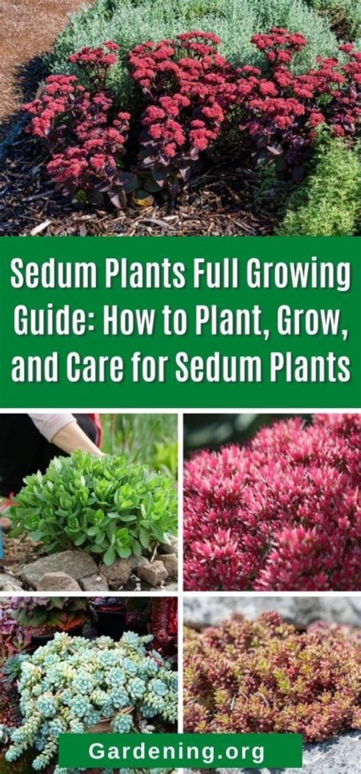 What can I plant next to sedum?