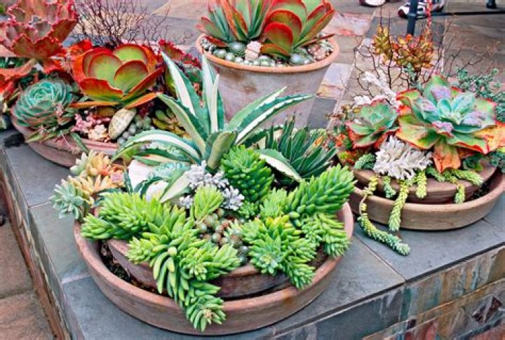 What can I use as succulent pots?