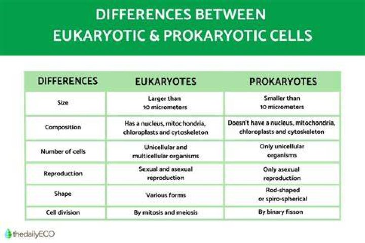 What characteristics differentiate prokaryotes from eukaryotes?