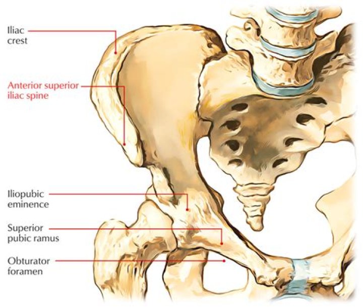What connects to anterior superior iliac spine?