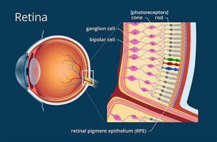 What do cones and rods do in the eye?