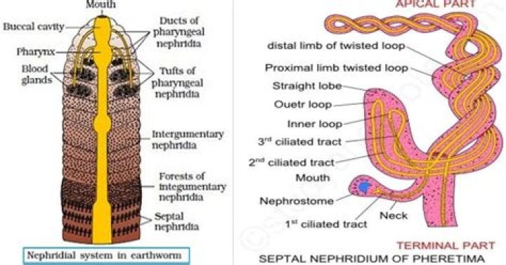 What do Nephridiopores do?