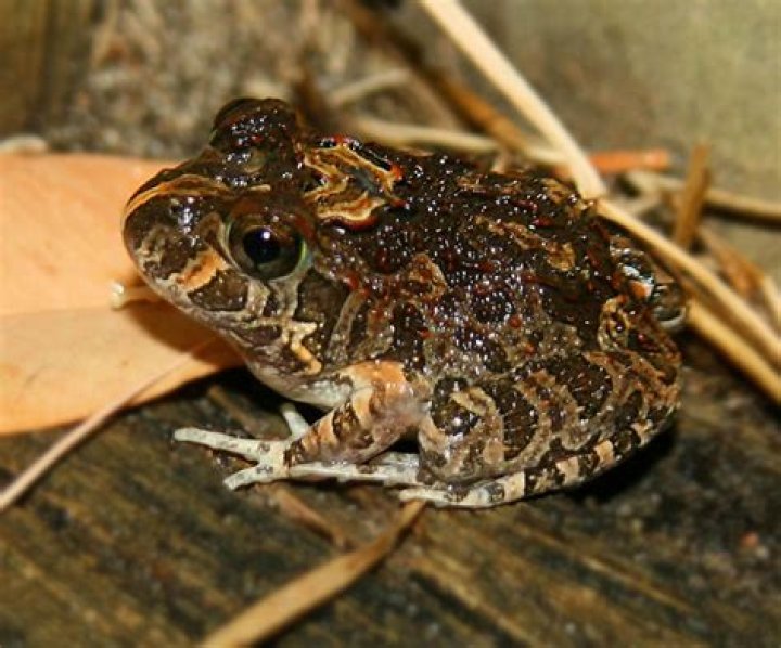 What do ornate burrowing frogs eat?