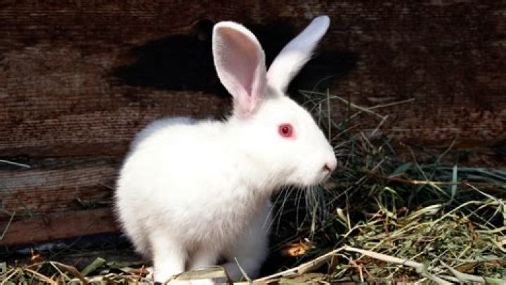 What do you call a white rabbit with red eyes?