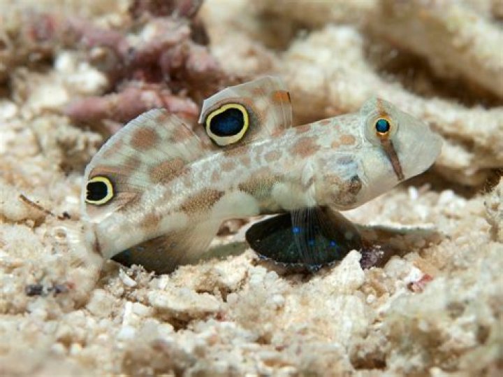 What do you feed a 2 spot goby?