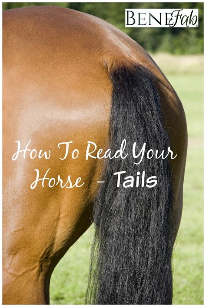 What does a horses tail tell you?
