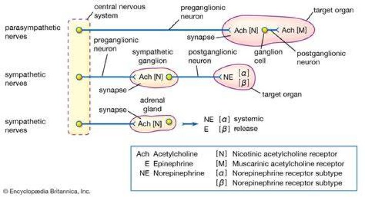 What does acetylcholine do in the sympathetic nervous system?