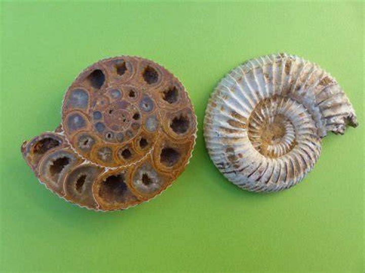 What does an Ammonite do in Ark?