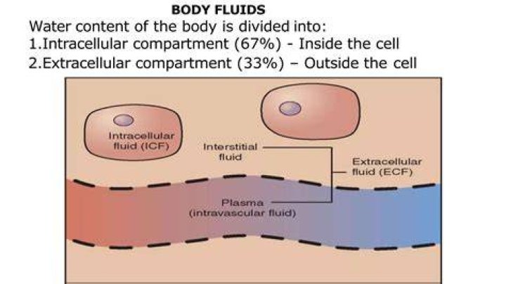 What does extracellular water include?
