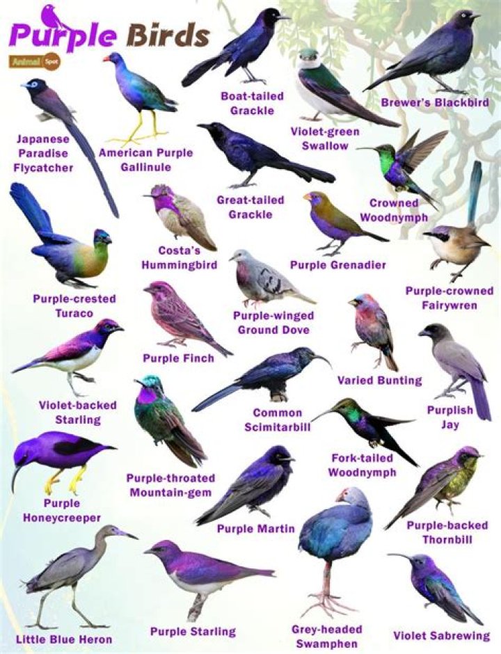 What does it mean when a parrot raises its feathers?