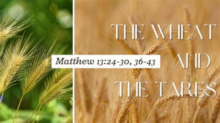 What does let the wheat and tare grow together?