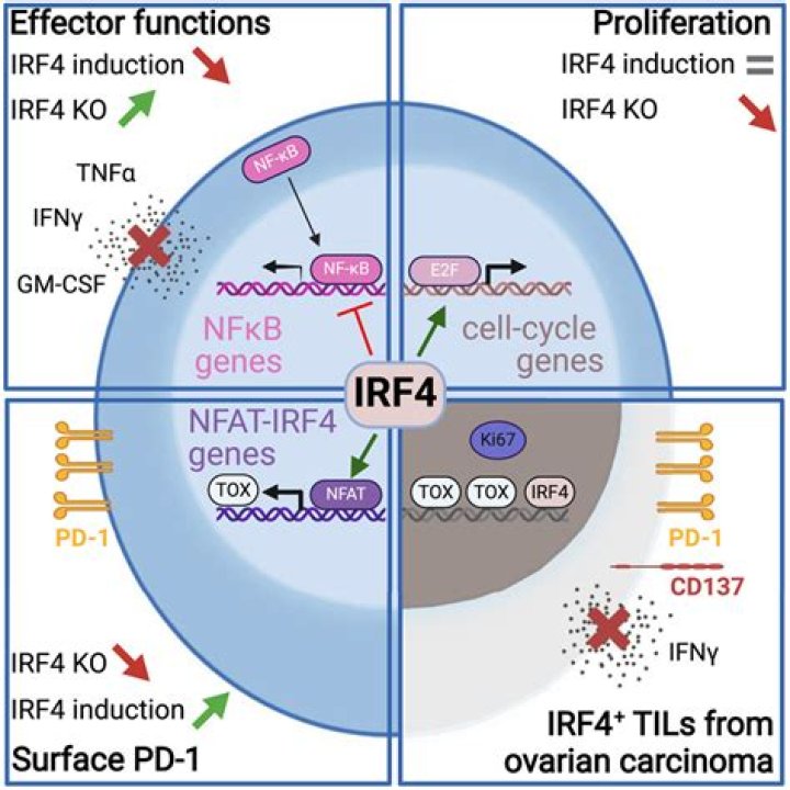 What does the IRF4 gene determine?