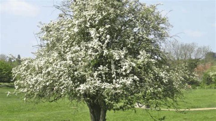 What happened in Under the Hawthorn Tree?