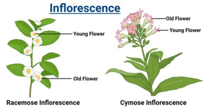 What is a racemose inflorescence?