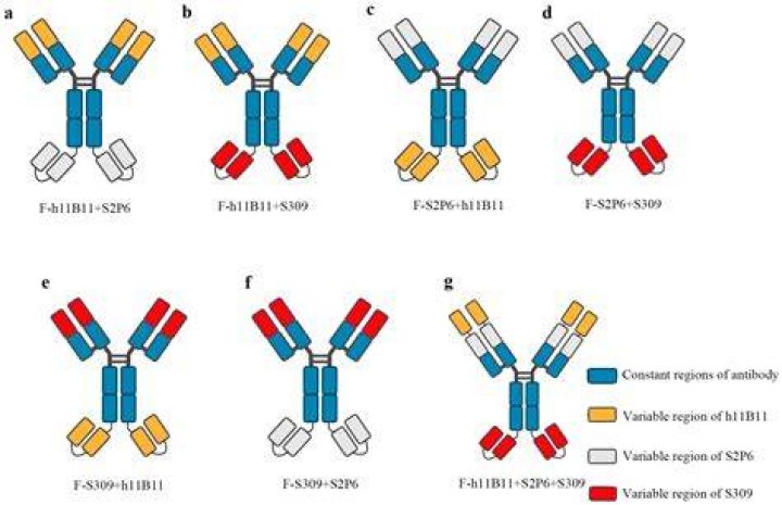 What is a Trispecific antibody?