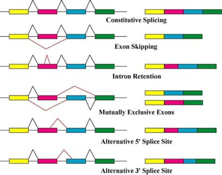 What is alternative intron splicing?