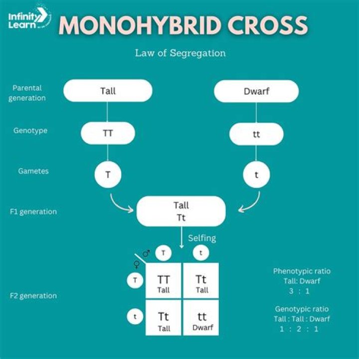 What is an example of Monohybrid?